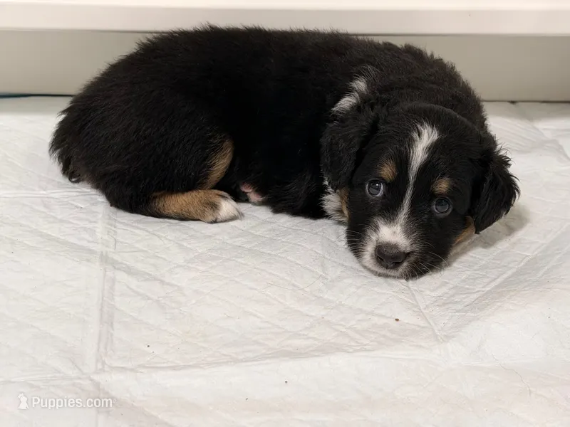 Nova  – Miniature Australian Shepherd puppy for sale in Fort Lauderdale, FL