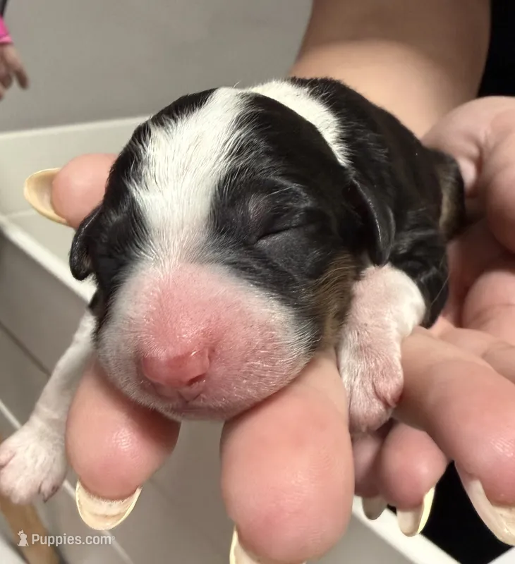 Luna  – Miniature Australian Shepherd puppy for sale in Fort Lauderdale, FL