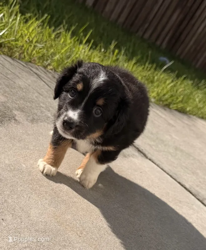 Nova  – Miniature Australian Shepherd puppy for sale in Fort Lauderdale, FL