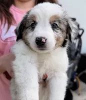 Cosmo Merle , a male Miniature Australian Shepherd for sale in Fort Lauderdale, FL – 2 of 5
