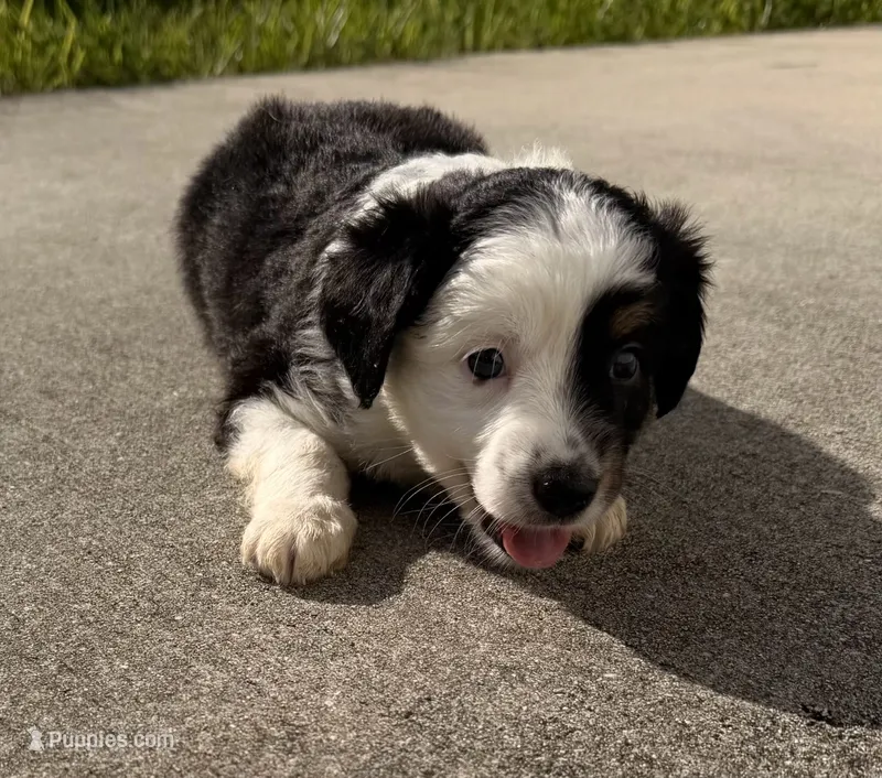 Apollo  – Miniature Australian Shepherd puppy for sale in Fort Lauderdale, FL