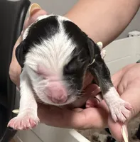 Apollo , a male Miniature Australian Shepherd for sale in Fort Lauderdale, FL – 1 of 2