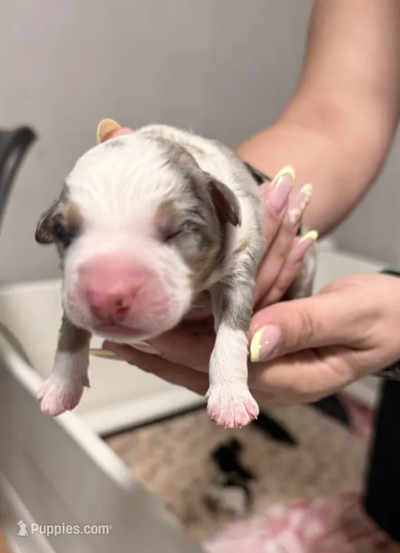 Comet Merle  – Miniature Australian Shepherd puppy for sale in Fort Lauderdale, FL