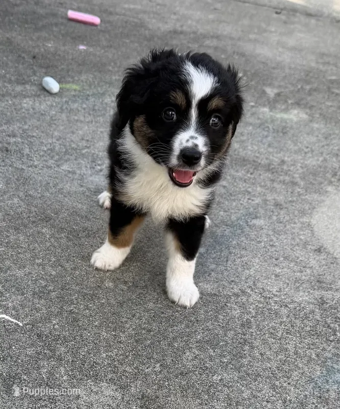 Pluto  – Miniature Australian Shepherd puppy for sale in Fort Lauderdale, FL