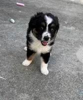 Pluto , a male Miniature Australian Shepherd for sale in Fort Lauderdale, FL – 1 of 4