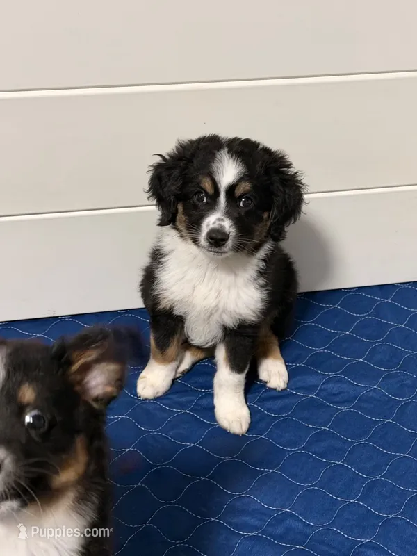Pluto  – Miniature Australian Shepherd puppy for sale in Fort Lauderdale, FL