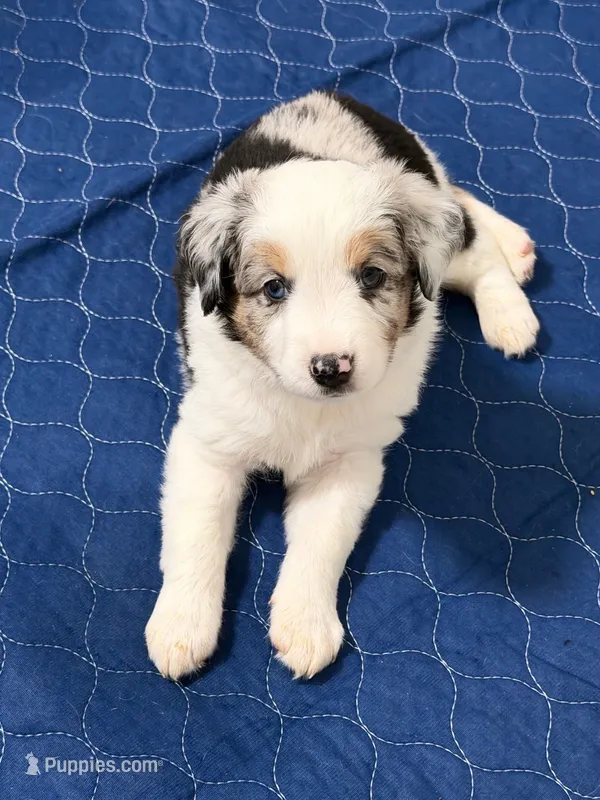 Cosmo Merle  – Miniature Australian Shepherd puppy for sale in Fort Lauderdale, FL
