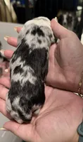 Comet Merle , a male Miniature Australian Shepherd for sale in Fort Lauderdale, FL – 2 of 2