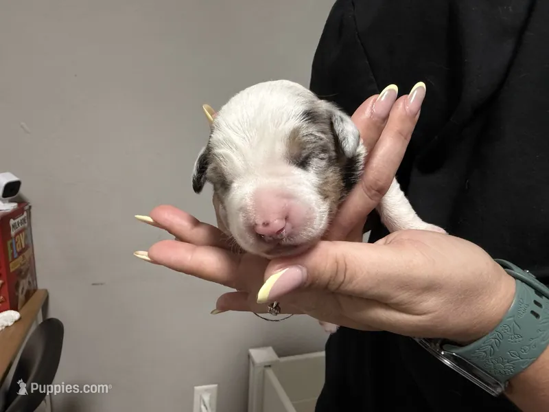 Cosmo Merle  – Miniature Australian Shepherd puppy for sale in Fort Lauderdale, FL
