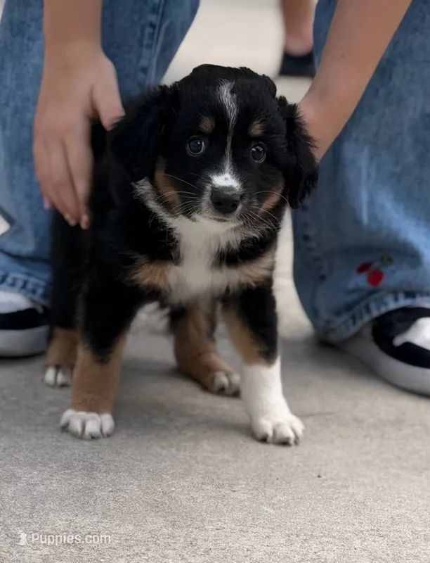 Nova  – Miniature Australian Shepherd puppy for sale in Fort Lauderdale, FL