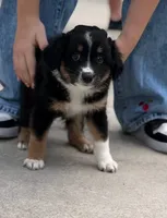 Nova , a female Miniature Australian Shepherd for sale in Fort Lauderdale, FL – 1 of 6