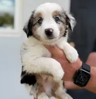 Cosmo Merle , a male Miniature Australian Shepherd for sale in Fort Lauderdale, FL – 5 of 5