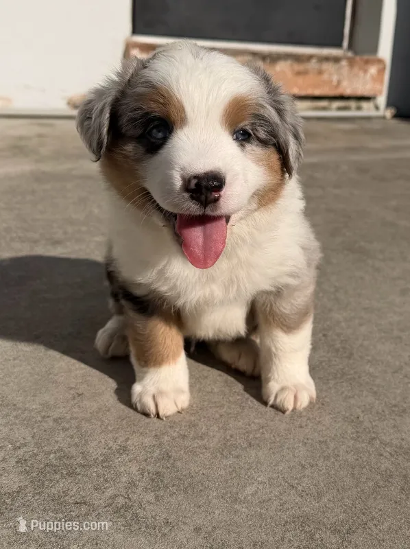 Comet Merle  – Miniature Australian Shepherd puppy for sale in Fort Lauderdale, FL