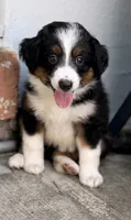 Luna , a female Miniature Australian Shepherd for sale in Fort Lauderdale, FL – 5 of 5