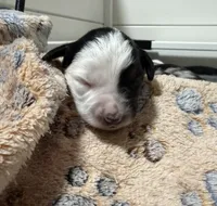 Apollo , a male Miniature Australian Shepherd for sale in Fort Lauderdale, FL – 2 of 3
