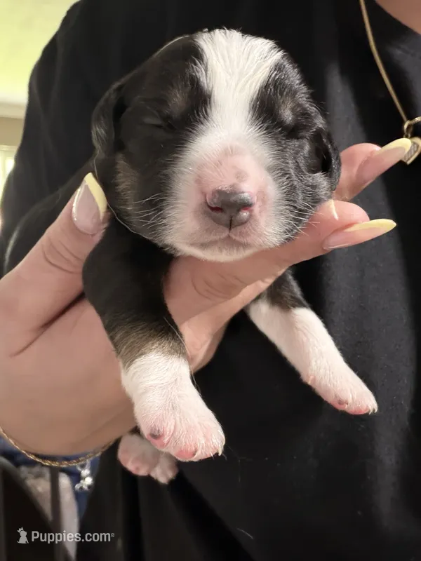 Pluto  – Miniature Australian Shepherd puppy for sale in Fort Lauderdale, FL