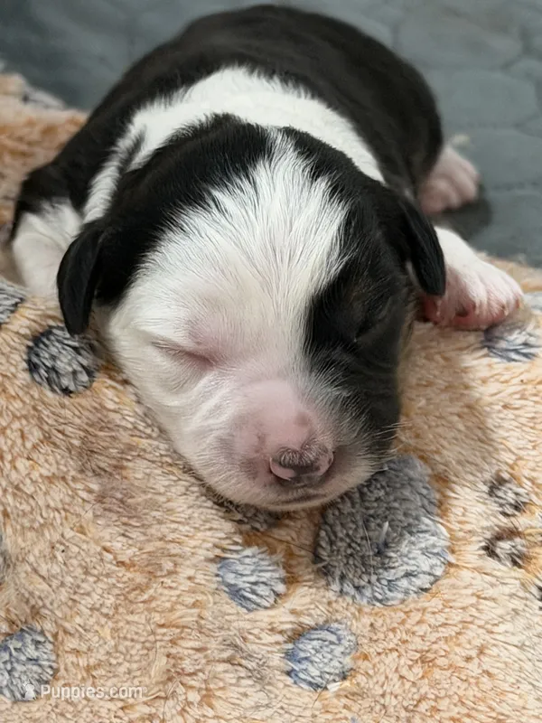 Apollo  – Miniature Australian Shepherd puppy for sale in Fort Lauderdale, FL