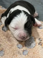 Apollo , a male Miniature Australian Shepherd for sale in Fort Lauderdale, FL – 1 of 3