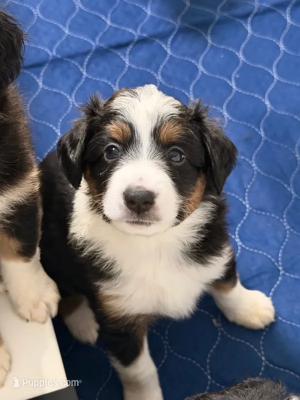 Luna  – Miniature Australian Shepherd puppy for sale in Fort Lauderdale, FL