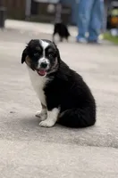 Pluto , a male Miniature Australian Shepherd for sale in Fort Lauderdale, FL – 2 of 4