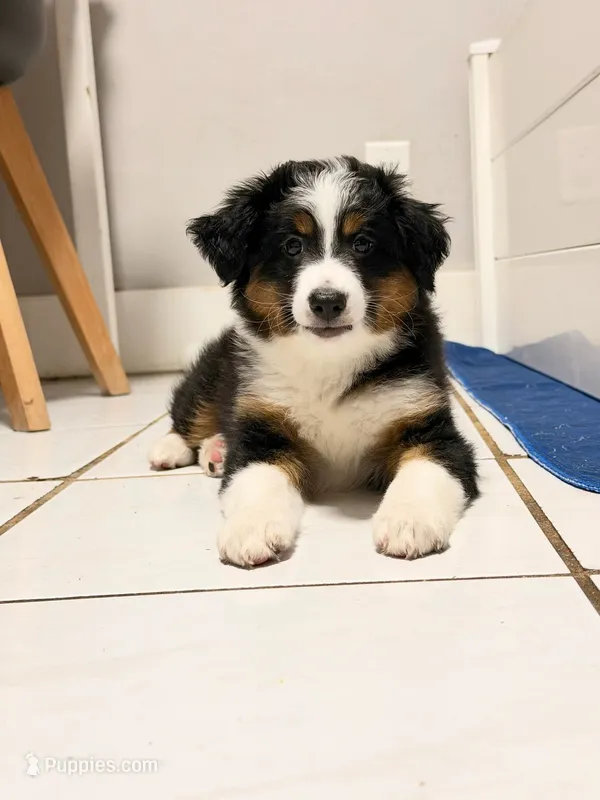 Luna  – Miniature Australian Shepherd puppy for sale in Fort Lauderdale, FL