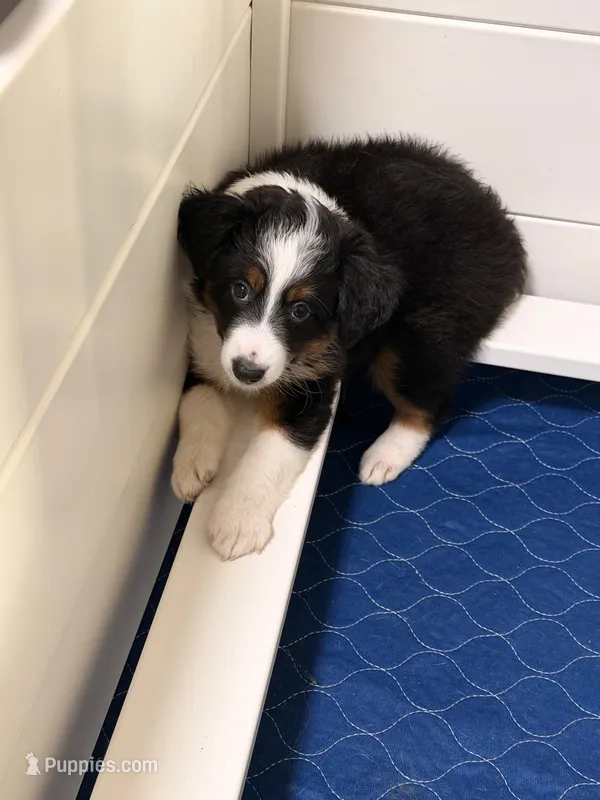Luna  – Miniature Australian Shepherd puppy for sale in Fort Lauderdale, FL