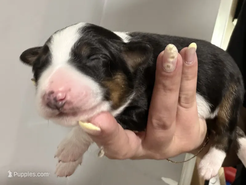 Luna  – Miniature Australian Shepherd puppy for sale in Fort Lauderdale, FL