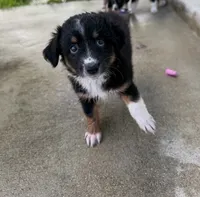 Nova , a female Miniature Australian Shepherd for sale in Fort Lauderdale, FL – 4 of 6