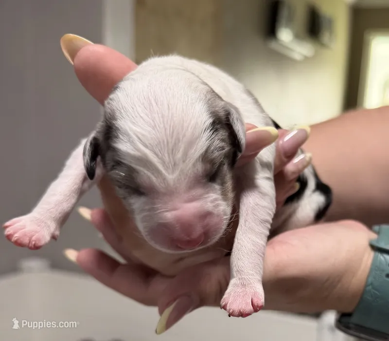 Cosmo Merle  – Miniature Australian Shepherd puppy for sale in Fort Lauderdale, FL