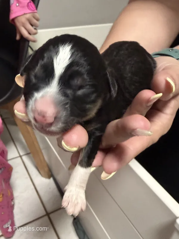 Nova  – Miniature Australian Shepherd puppy for sale in Fort Lauderdale, FL