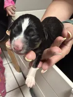 Nova , a female Miniature Australian Shepherd for sale in Fort Lauderdale, FL – 1 of 2