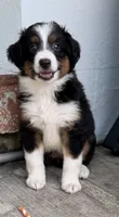 Luna , a female Miniature Australian Shepherd for sale in Fort Lauderdale, FL – 2 of 5