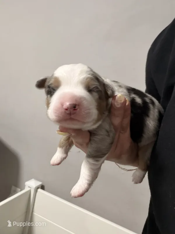 Comet Merle  – Miniature Australian Shepherd puppy for sale in Fort Lauderdale, FL