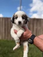 Cosmo Merle , a male Miniature Australian Shepherd for sale in Fort Lauderdale, FL – 4 of 5