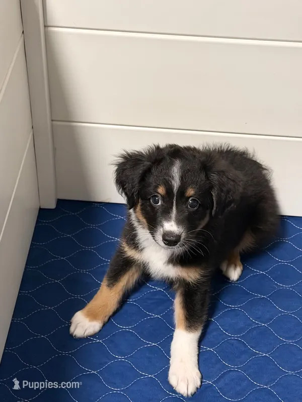 Nova  – Miniature Australian Shepherd puppy for sale in Fort Lauderdale, FL