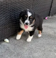 Pluto , a male Miniature Australian Shepherd for sale in Fort Lauderdale, FL – 4 of 4