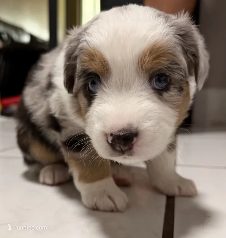 Comet Merle  – Miniature Australian Shepherd puppy for sale in Fort Lauderdale, FL