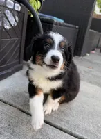 Luna , a female Miniature Australian Shepherd for sale in Fort Lauderdale, FL – 3 of 5