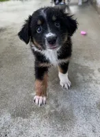 Nova , a female Miniature Australian Shepherd for sale in Fort Lauderdale, FL – 6 of 6