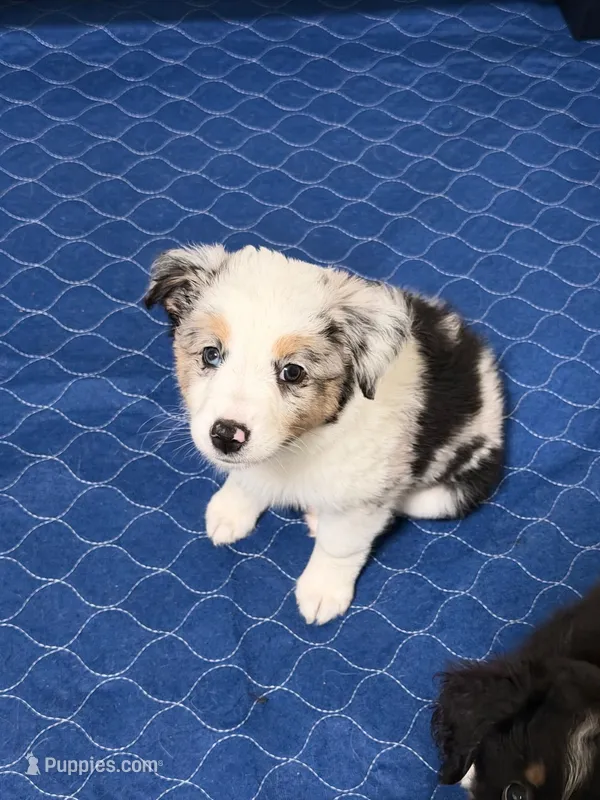 Cosmo Merle  – Miniature Australian Shepherd puppy for sale in Fort Lauderdale, FL