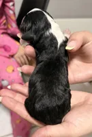 Pluto , a male Miniature Australian Shepherd for sale in Fort Lauderdale, FL – 2 of 2