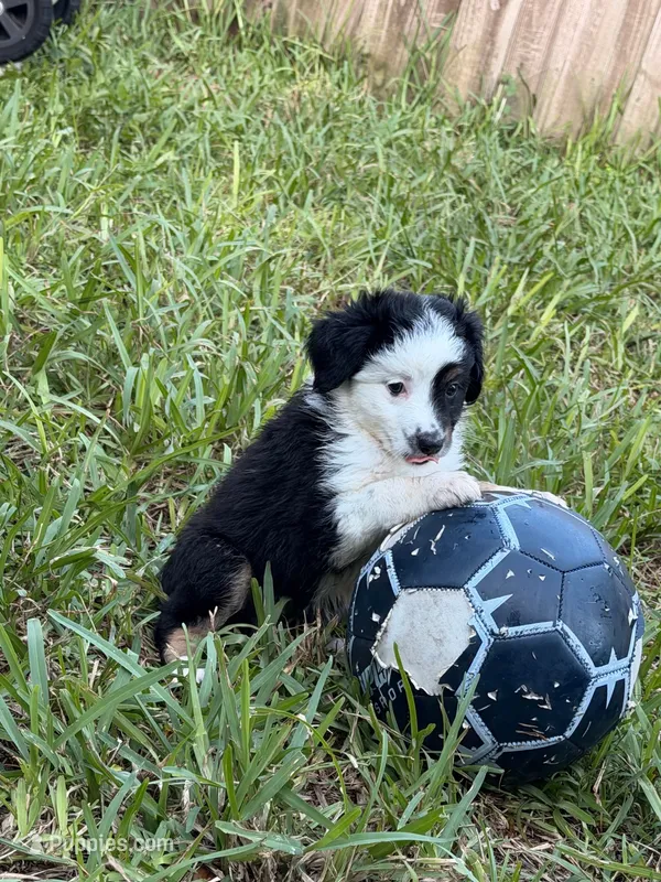 Apollo  – Miniature Australian Shepherd puppy for sale in Fort Lauderdale, FL