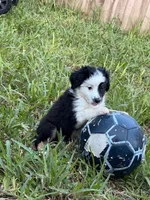 Apollo , a male Miniature Australian Shepherd for sale in Fort Lauderdale, FL – 1 of 3