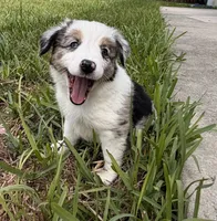 Cosmo Merle , a male Miniature Australian Shepherd for sale in Fort Lauderdale, FL – 1 of 5
