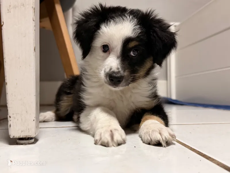 Apollo  – Miniature Australian Shepherd puppy for sale in Fort Lauderdale, FL