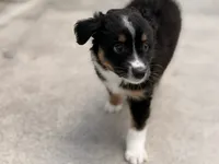 Nova , a female Miniature Australian Shepherd for sale in Fort Lauderdale, FL – 5 of 6
