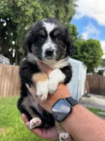Pluto , a male Miniature Australian Shepherd for sale in Fort Lauderdale, FL – 3 of 4