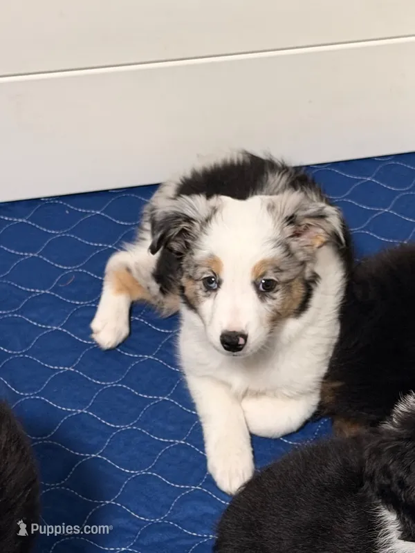 Cosmo Merle  – Miniature Australian Shepherd puppy for sale in Fort Lauderdale, FL