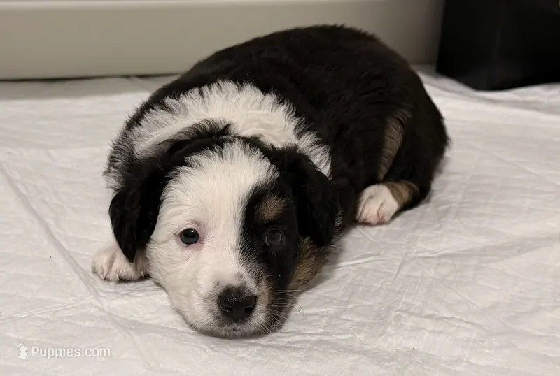 Apollo  – Miniature Australian Shepherd puppy for sale in Fort Lauderdale, FL