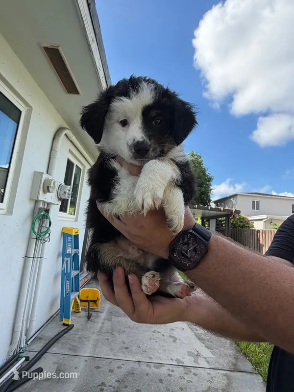 Apollo  – Miniature Australian Shepherd puppy for sale in Fort Lauderdale, FL